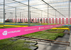 Het roze lint van Vitroflora leidt ons naar hun FlowerTrials-locatie.